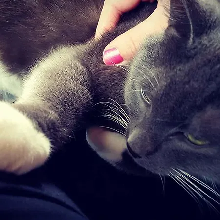 Casa de hóspedes Friesenkate 3*