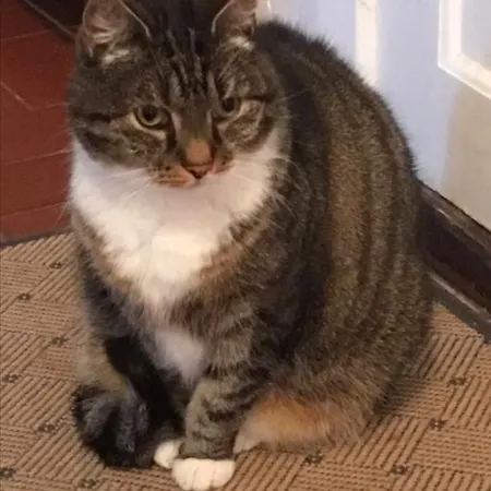 Guest house Friesenkate 3*