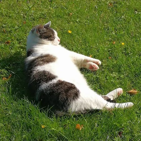 Friesenkate Guest house Wangerland