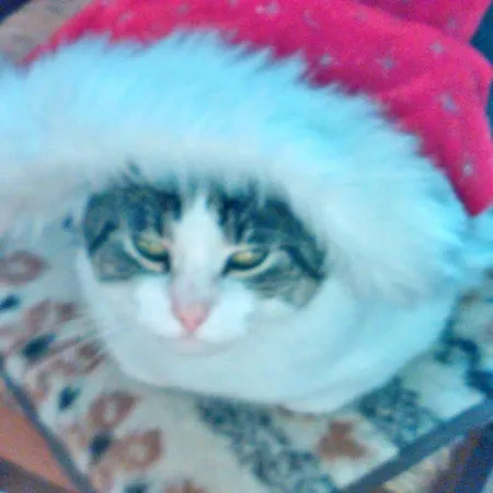 Guest house Friesenkate 3*